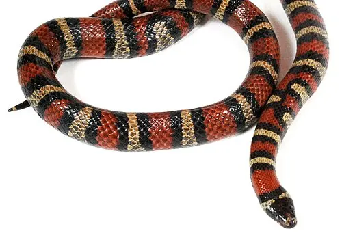 Couleuvre royale de Ruthven (Lampropeltis ruthveni)