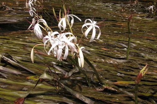 Crinum aquatique de Thaïlande (plante oignon) (Crinum thaianum)
