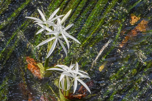 Crinum nageant (Crinum natans)