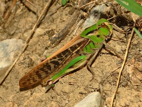 Criquet migrateur (Locusta migratoria)