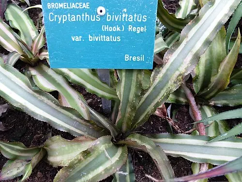 Étoile de terre (Cryptanthus bivittatus)