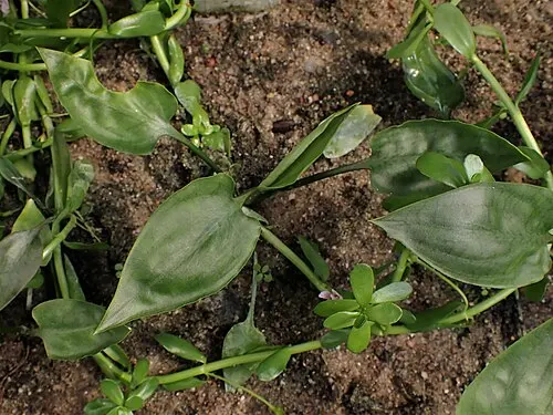 Cryptocoryne à feuilles de pontédérie (Cryptocoryne pontederiifolia)