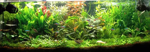 Cryptocoryne affine (Cryptocoryne affinis)