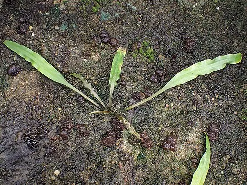 Cryptocoryne de Balansa (Cryptocoryne crispatula var. balansae)