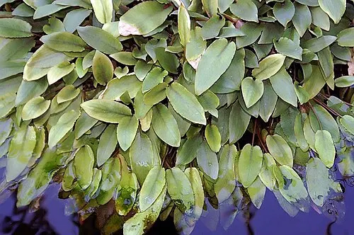 Cryptocoryne de Beckett (Cryptocoryne beckettii)