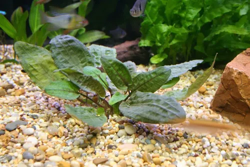 Cryptocoryne bulleuse (Cryptocoryne bullosa)