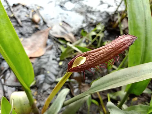 Cryptocoryne cilié (Cryptocoryne ciliata)
