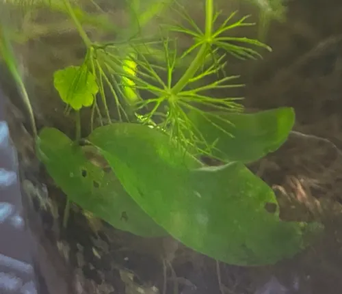 Cryptocoryne de Nur (Cryptocoryne nurii)