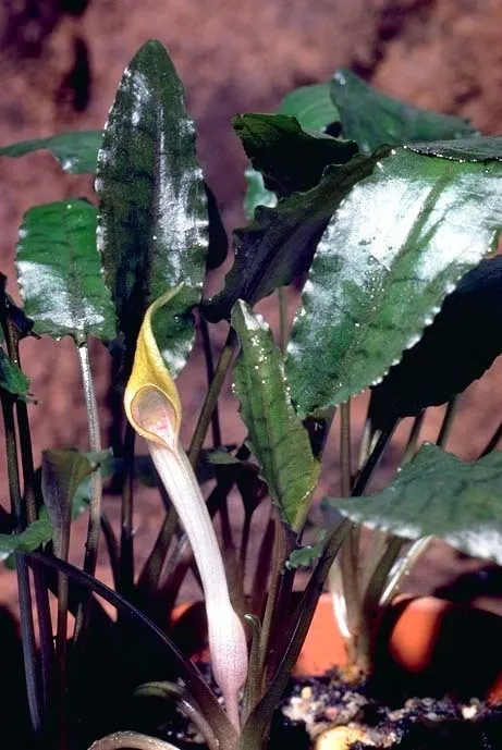 Cryptocoryne de Petch (Cryptocoryne beckettii 'Petchii')