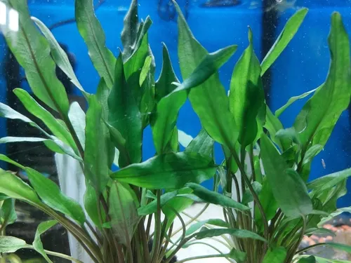 Cryptocoryne jaune (Cryptocoryne lutea)