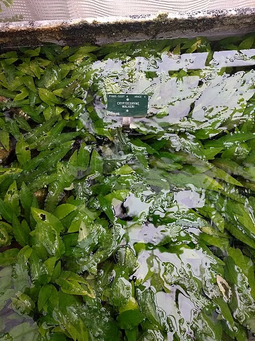 Cryptocoryne jaune / Cryptocoryne lutea (Cryptocoryne walkeri var. lutea)