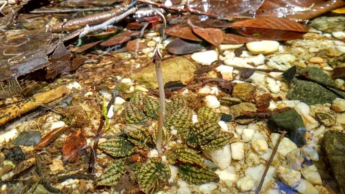 Cryptocoryne striolé (Cryptocoryne striolata)