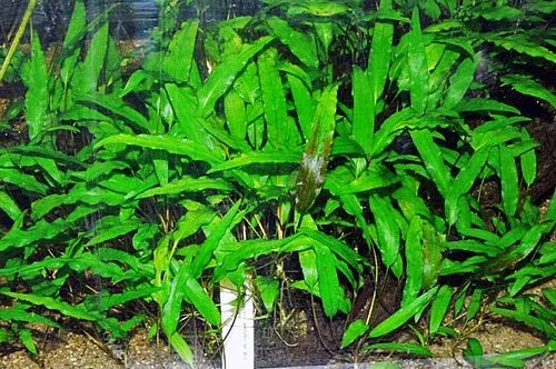 Cryptocoryne de Wendt (Cryptocoryne wendtii)