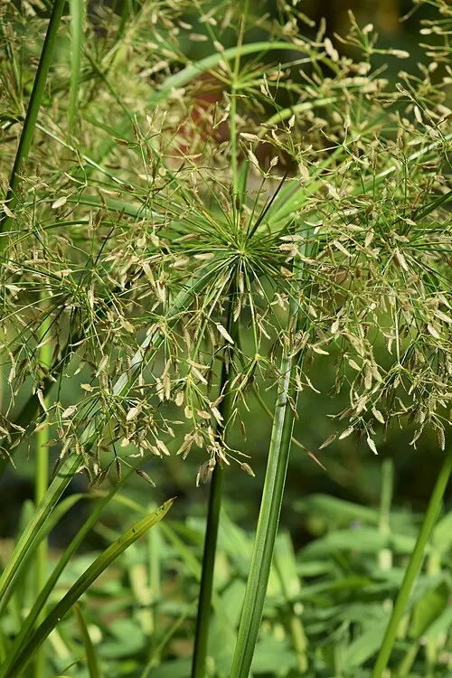 Cypérus de Helfer (Cyperus helferi)