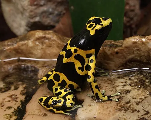 Dendrobate à bandes jaunes (Dendrobates leucomelas Steindachner, 1864)