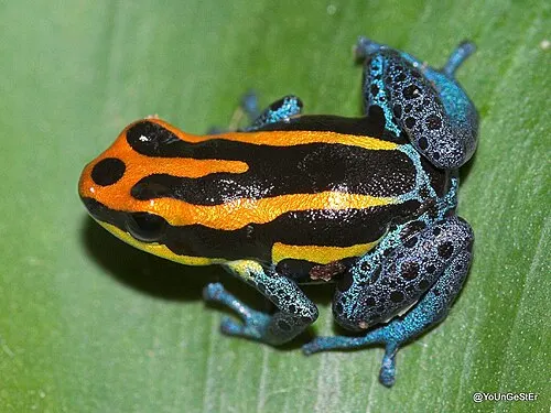 Dendrobate d'Amazonie (Ranitomeya amazonica)
