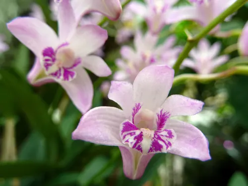 Dendrobium de King (Dendrobium kingianum)