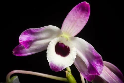 Dendrobium nobile (Dendrobium nobile)