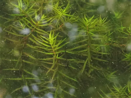 Didiplis (herbe d'eau) (Didiplis diandra)