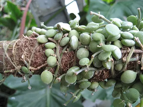 Dischidia pièce de monnaie (Dischidia nummularia R.Br.)