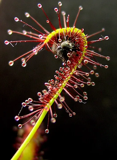 Rossolis du Cap (Drosera capensis)