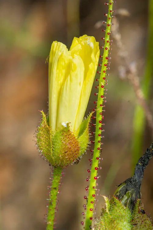 Drosophylle du Portugal (Drosophyllum lusitanicum)