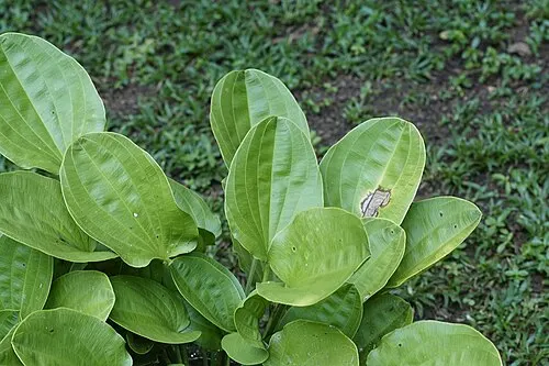 Échinodore à feuilles pâles (anciennement Echinodorus palifolius / palaefolius) (Aquarius palifolius)