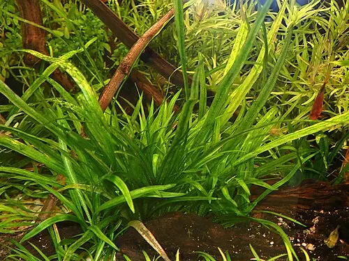 Échinodore à larges feuilles (épée naine) (Helanthium bolivianum)