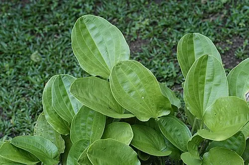 Échinodore épée du Mexique (Mexican Sword) (Echinodorus palifolius)