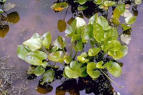 Échinodorus radican (Echinodorus cordifolius)