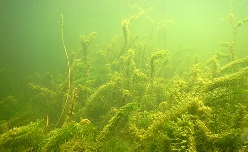 Élodée dense (Egeria densa)