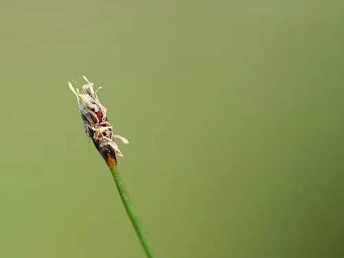 Cheveu d'ange (Eleocharis), Gazon aquatique (Eleocharis acicularis)