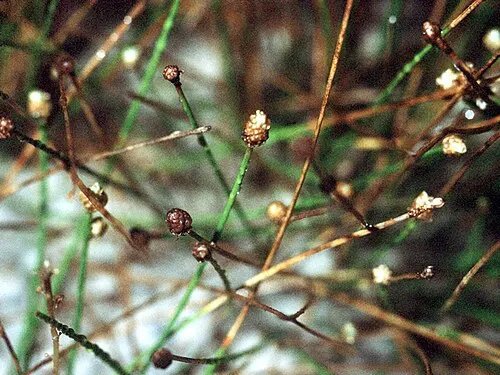 Gazon nain mini (Eleocharis parvula)