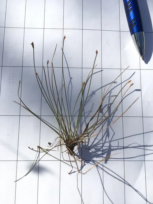 Éléocharis vivipare (Eleocharis vivipara)