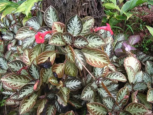 Violette de flamme (Episcia cupreata)