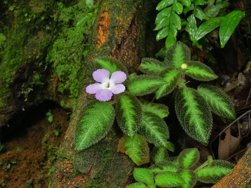 Épiscia lilas (Episcia lilacina)