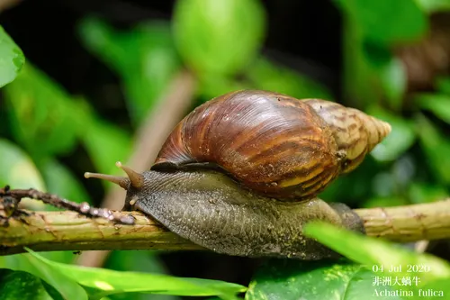 Escargot géant africain (Lissachatina fulica (Bowdich, 1822))