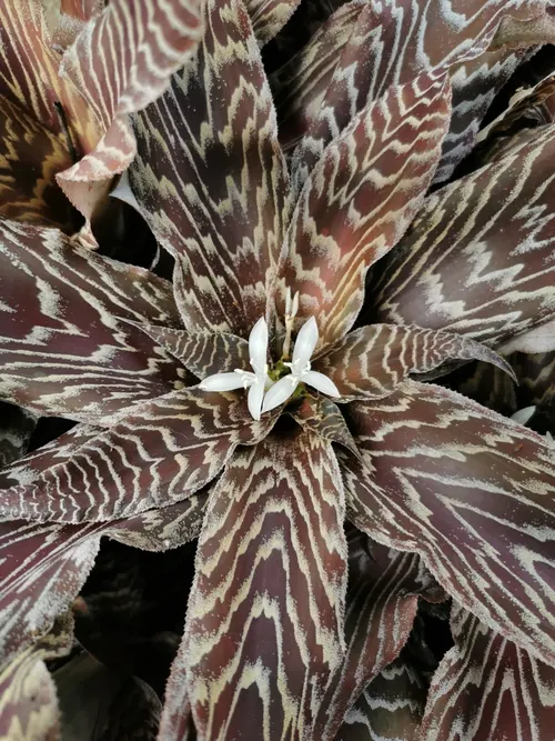Étoile de terre zébrée (Cryptanthus zonatus)