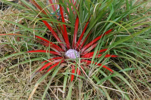 Fascicularia bicolore (Fascicularia bicolor)