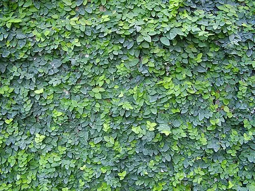 Figuier nain rampant (Ficus pumila)