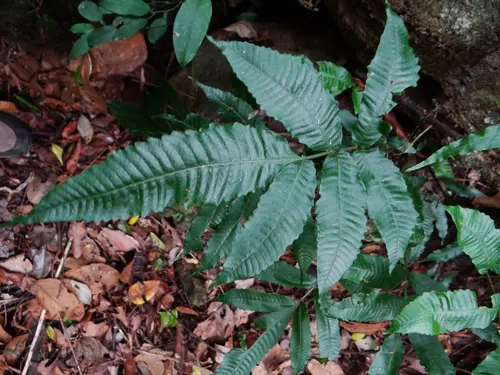 Fougère asiatique (Bolbitis heteroclita) (Bolbitis heteroclita)