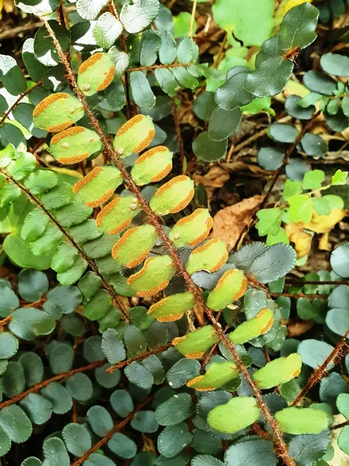 Fougère bouton (Pellaea rotundifolia)