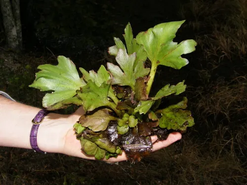 Fougère de Sumatra flottante (Ceratopteris pteridoides)