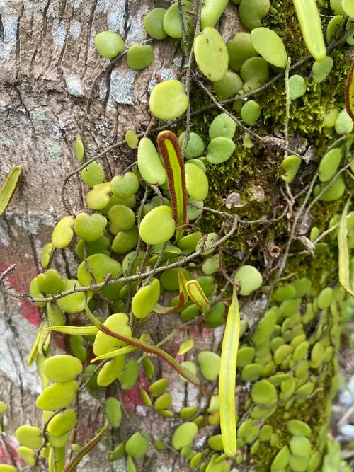 Fougère écaille de dragon (Pyrrosia piloselloides)