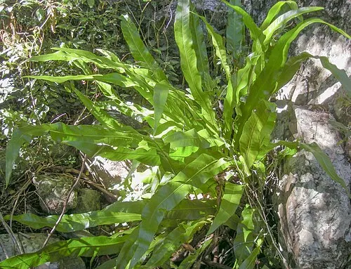 Fougère ponctuée (Microsorum punctatum)