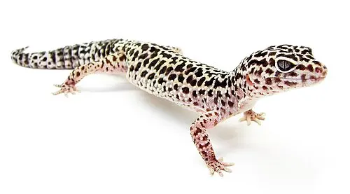 Gecko léopard (Eublepharis macularius)
