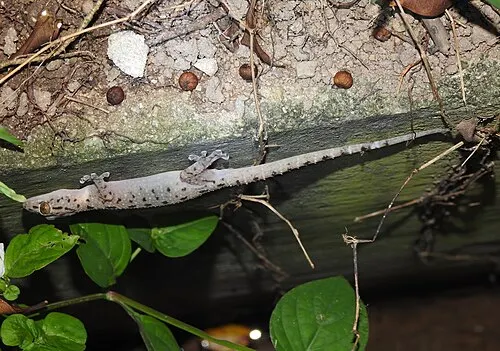 Gecko monarque (Gekko monarchus)