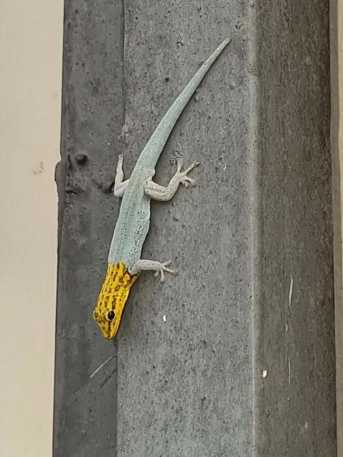 Gecko nain peint (Lygodactylus picturatus)