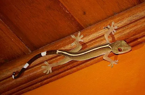 Gecko rayé (gecko à raie blanche, « skunk gecko ») (Gekko vittatus)