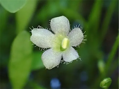 Glossostigme (gazon) (Glossostigma elatinoides)